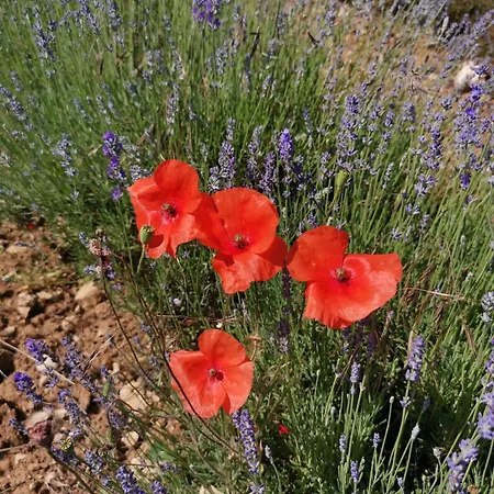 La Farigoulette - Vieux Village Holiday home Saint-Saturnin-les-Apt